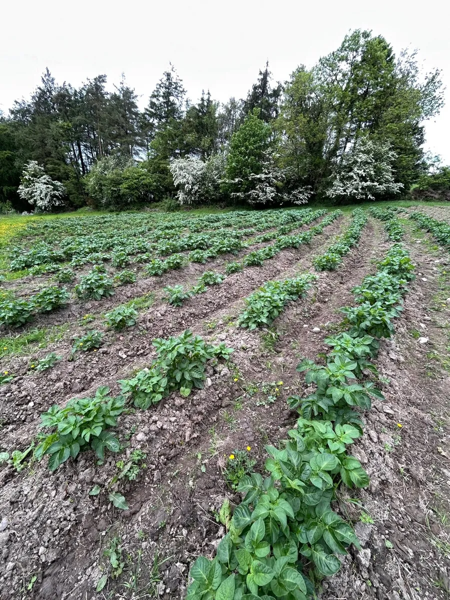 New season potatoes - Image 1
