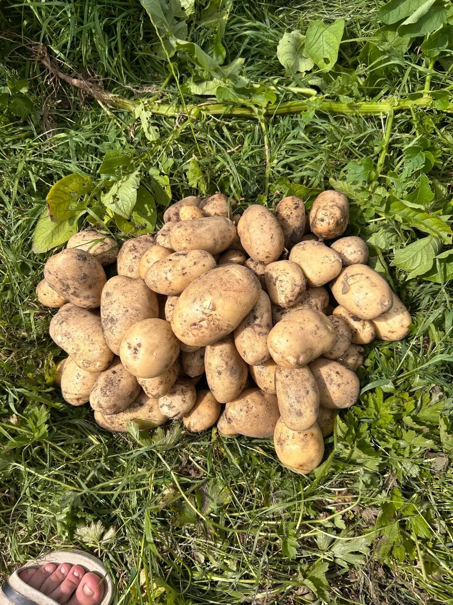 New season potatoes - Image 4