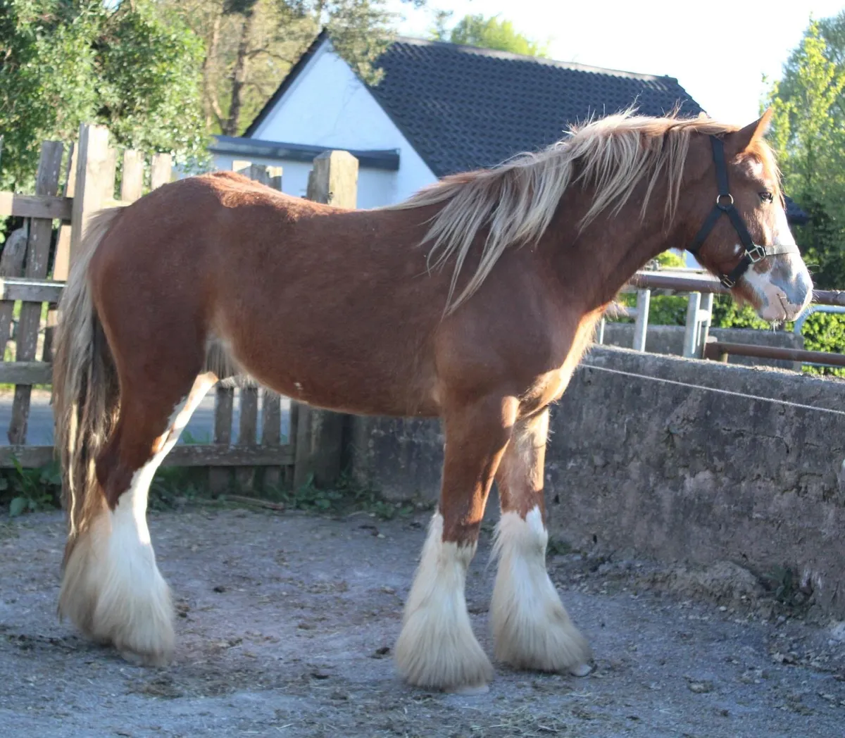 2 year old colt - Image 2