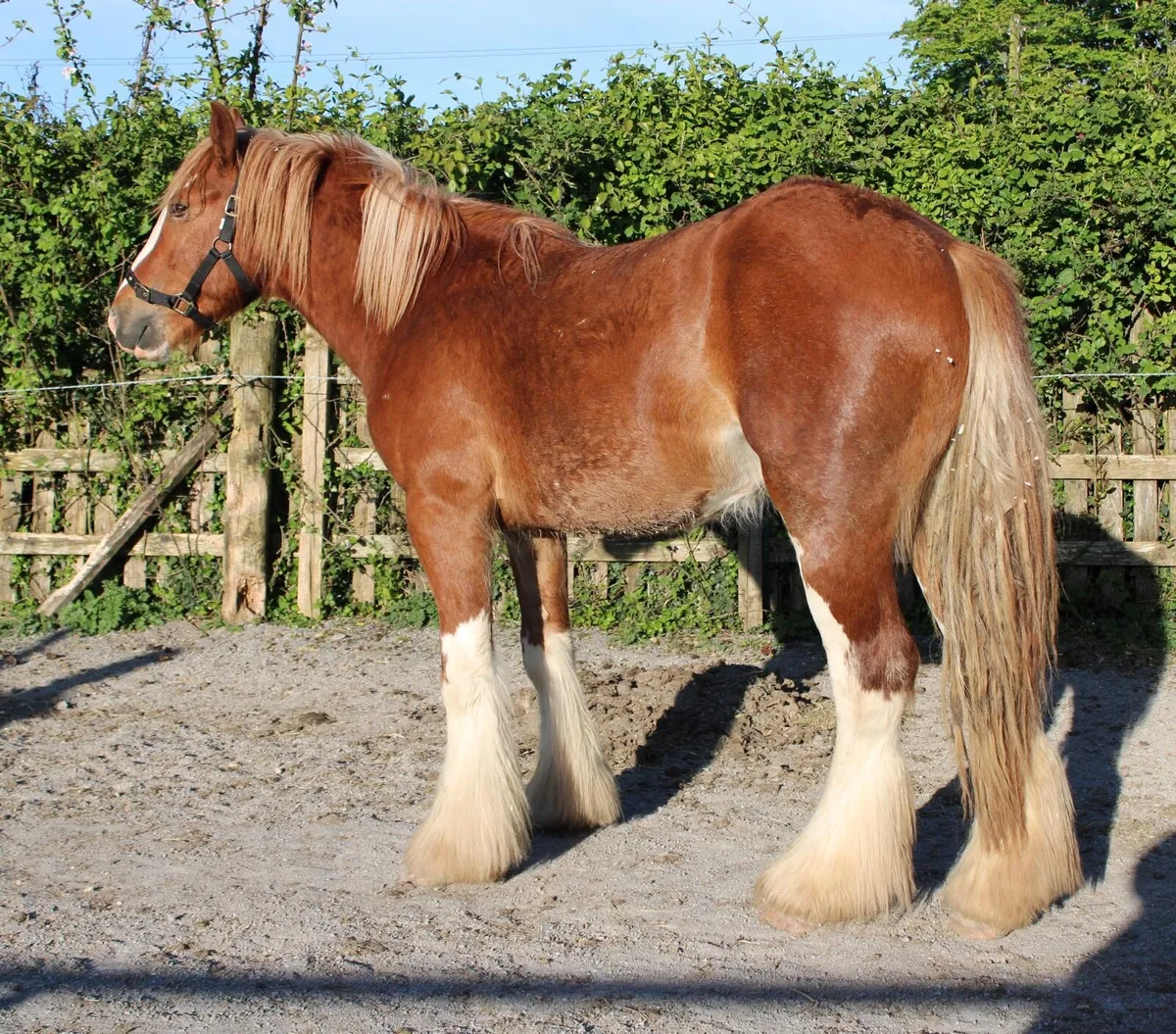 2 year old colt - Image 3