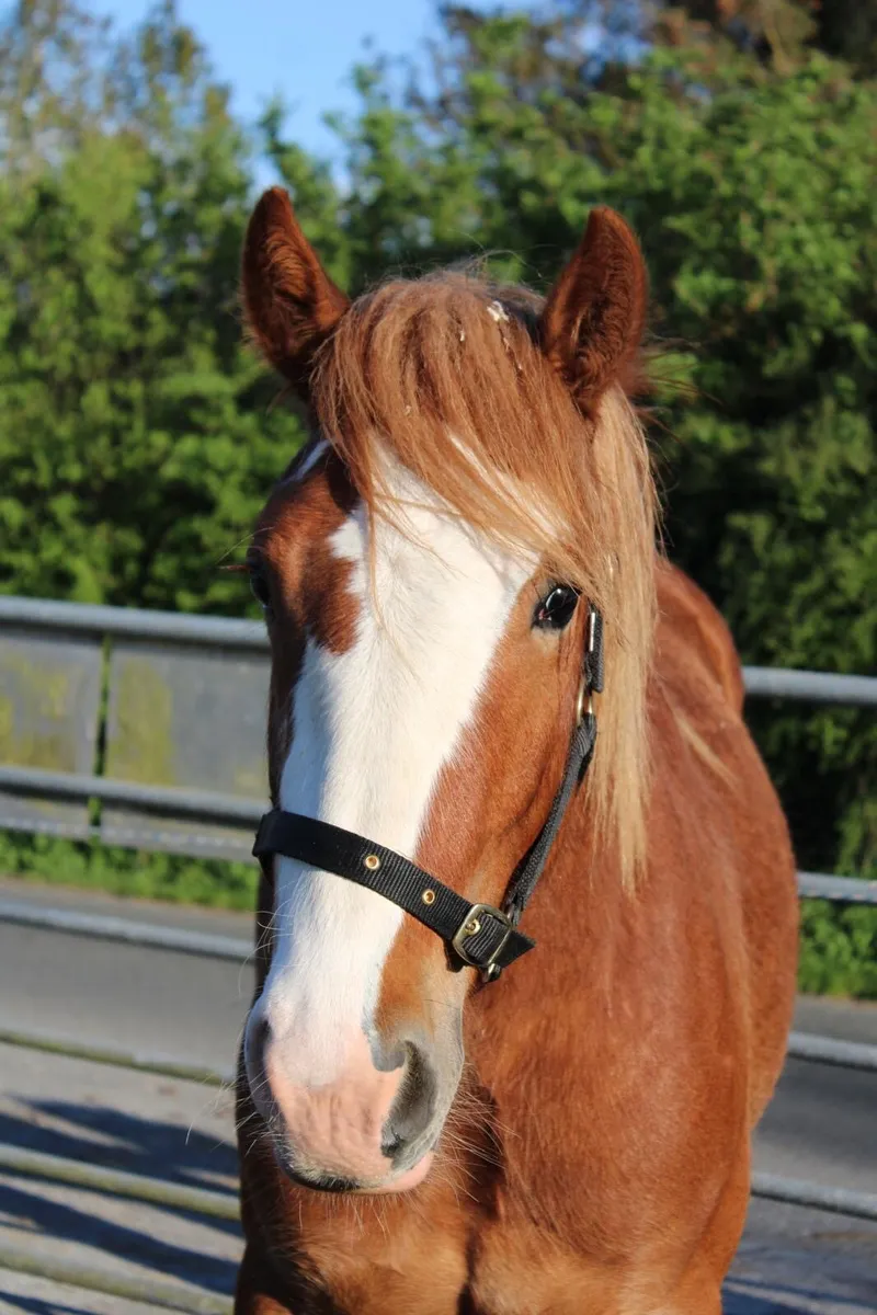 2 year old colt - Image 4