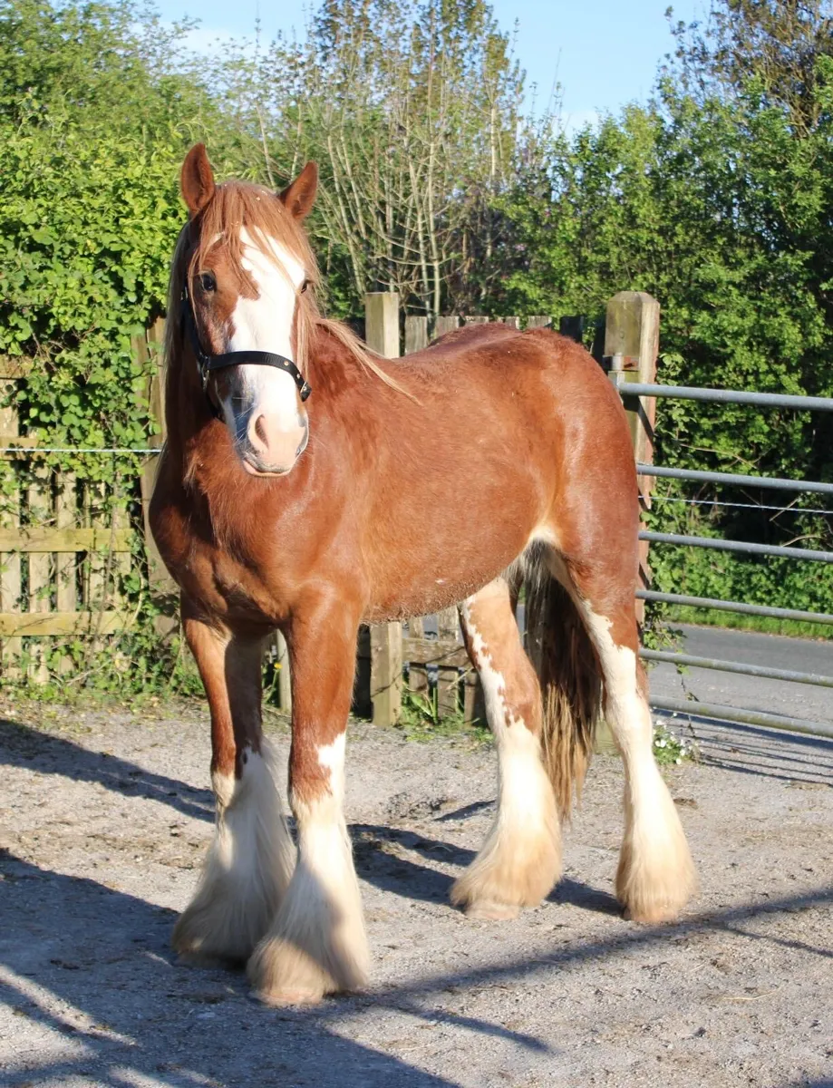 2 year old colt - Image 1