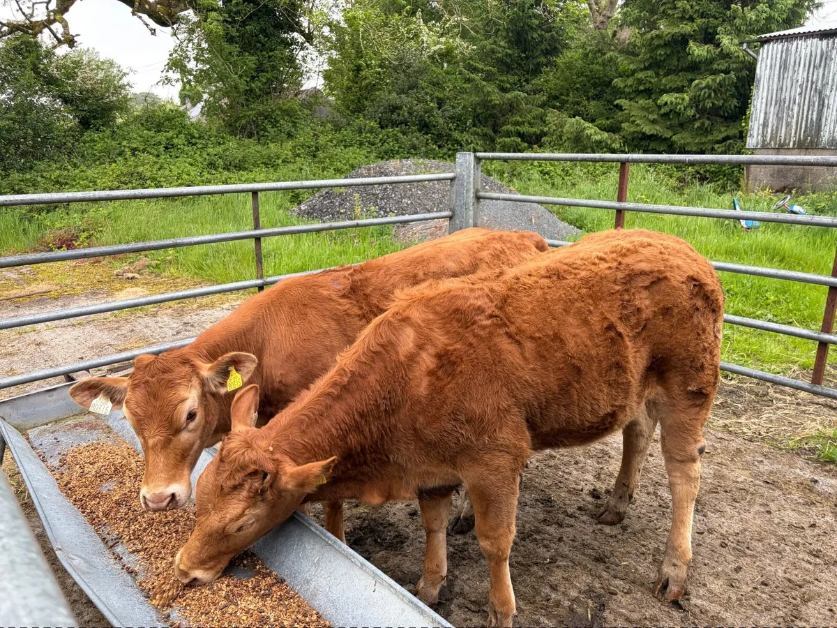 AI Bred Weanling Heifers - Image 1