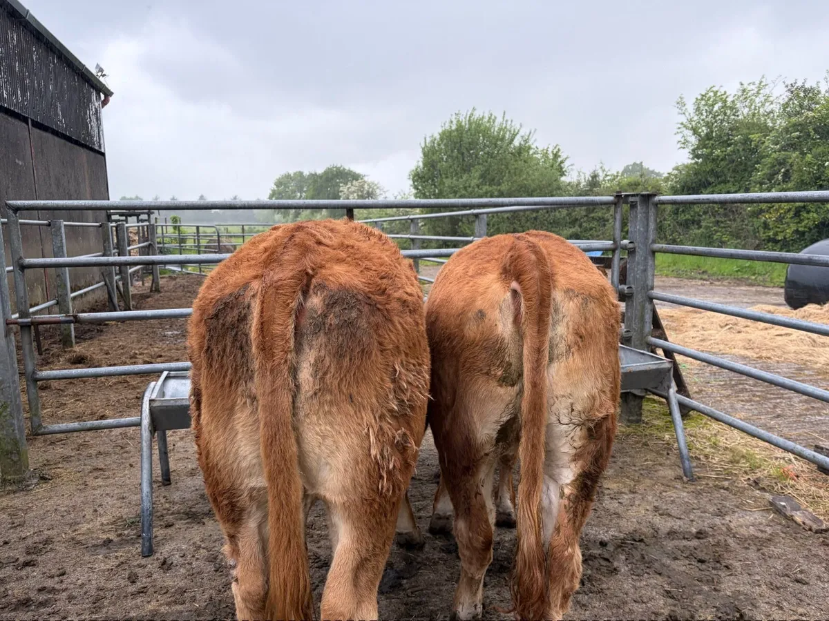AI Bred Weanling Heifers - Image 2