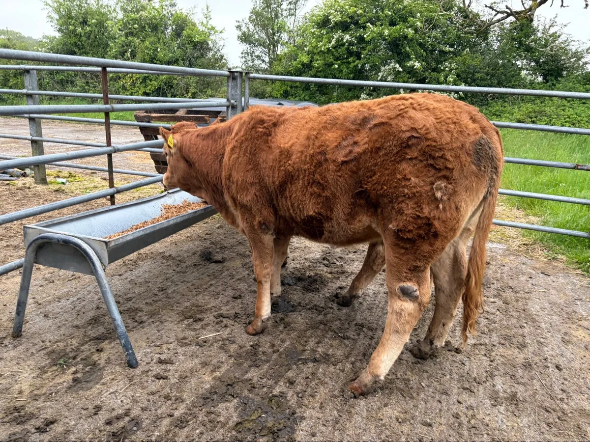 AI Bred Weanling Heifers - Image 3