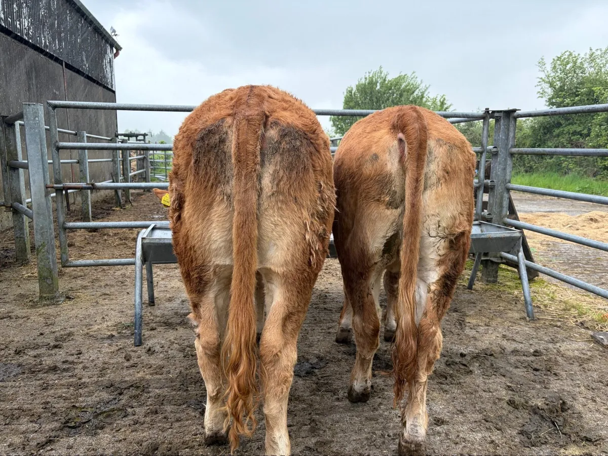 AI Bred Weanling Heifers - Image 4
