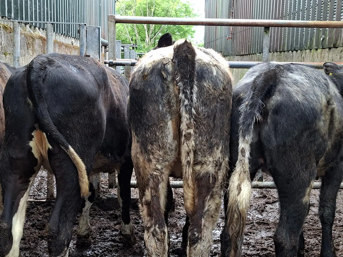 Blue  and Hereford Heifers - Image 2