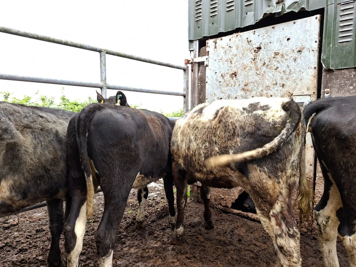 Blue  and Hereford Heifers - Image 3