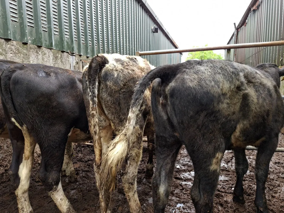 Blue  and Hereford Heifers - Image 4
