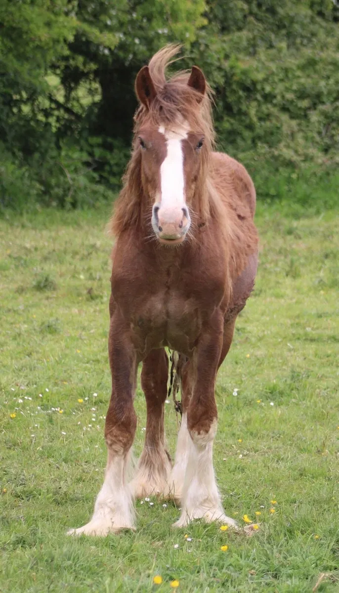 Yearling colt - Image 1