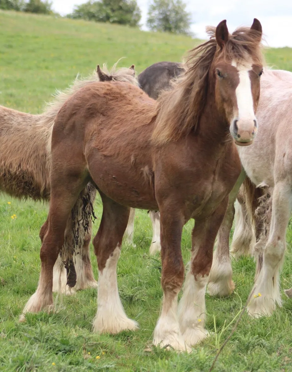 Yearling colt - Image 2