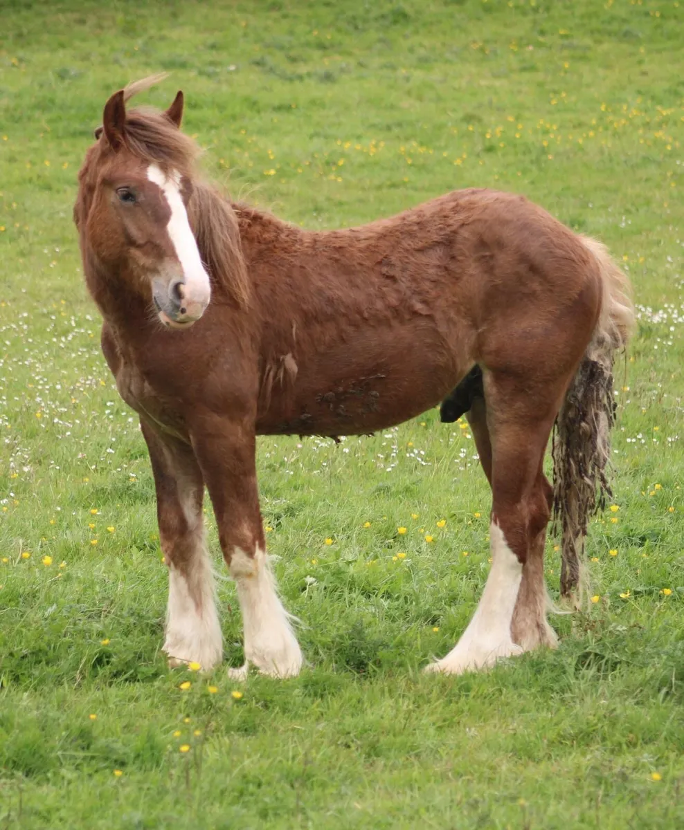 Yearling colt - Image 3