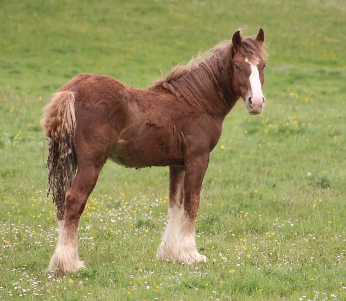 Yearling colt - Image 4