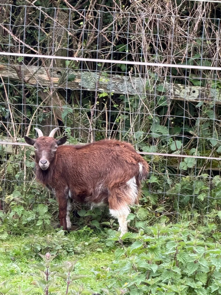 Selection of female goats - Image 4