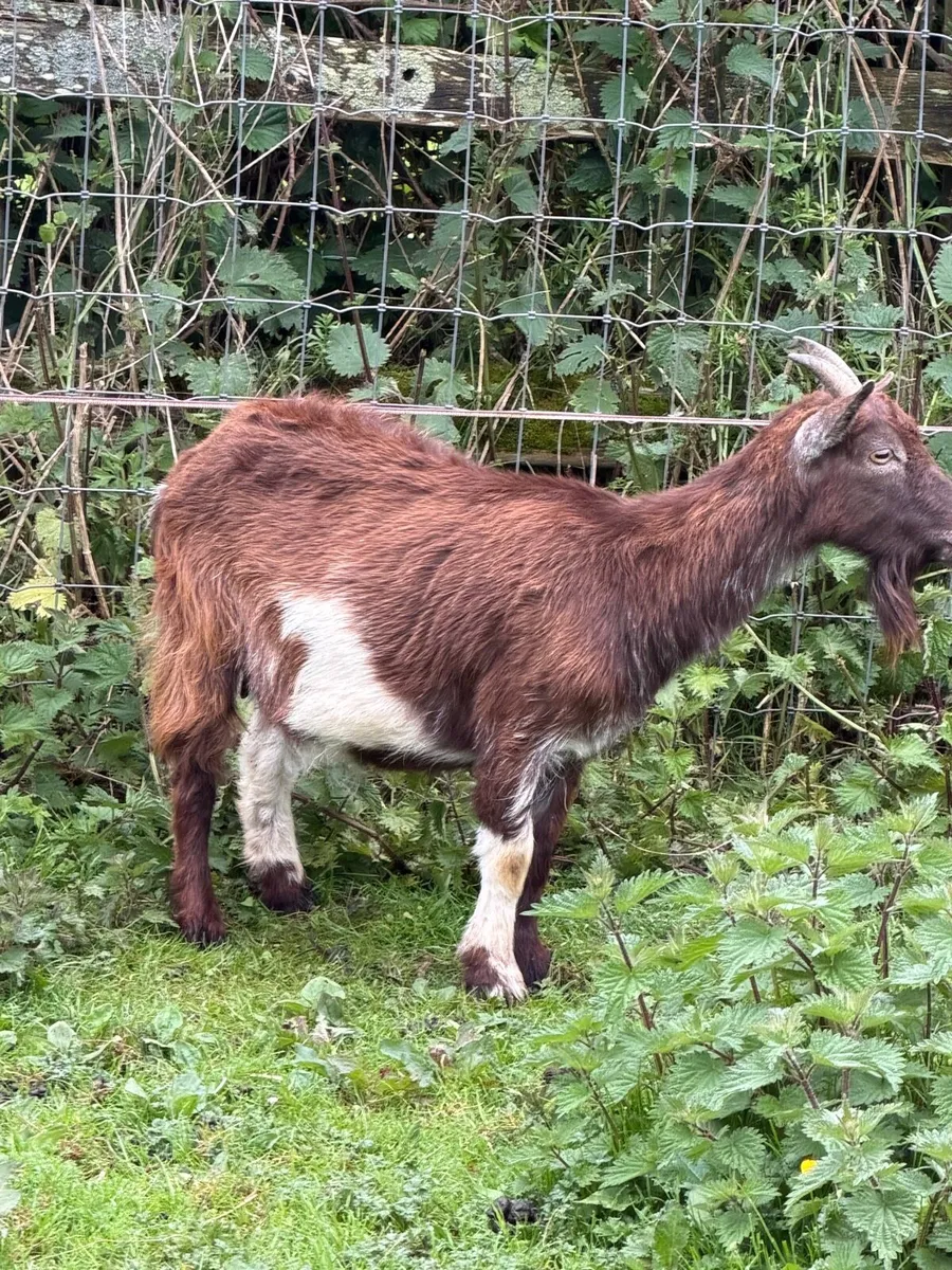 Selection of female goats - Image 2