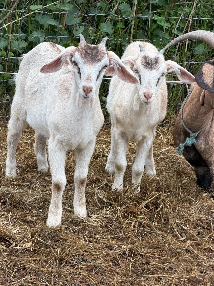 Selection of female goats - Image 3