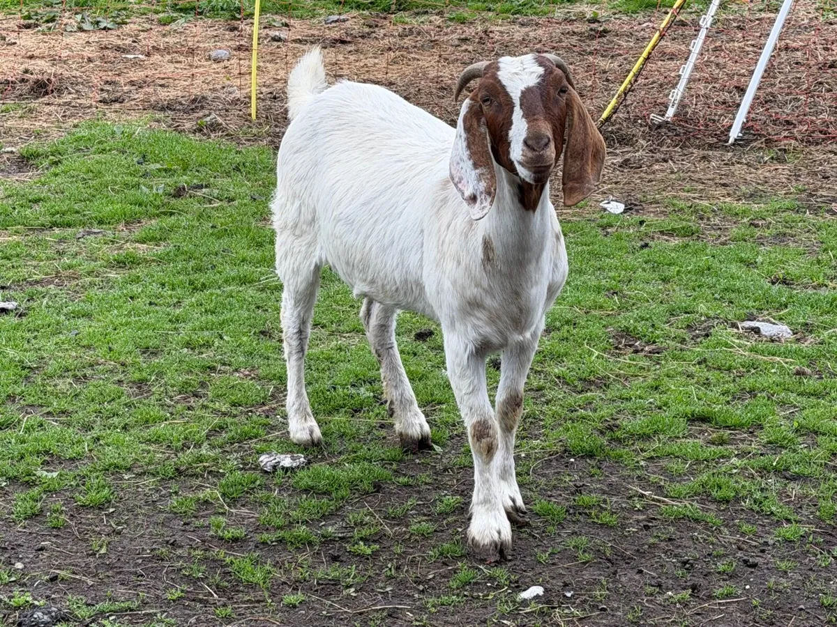 Selection of female goats - Image 1