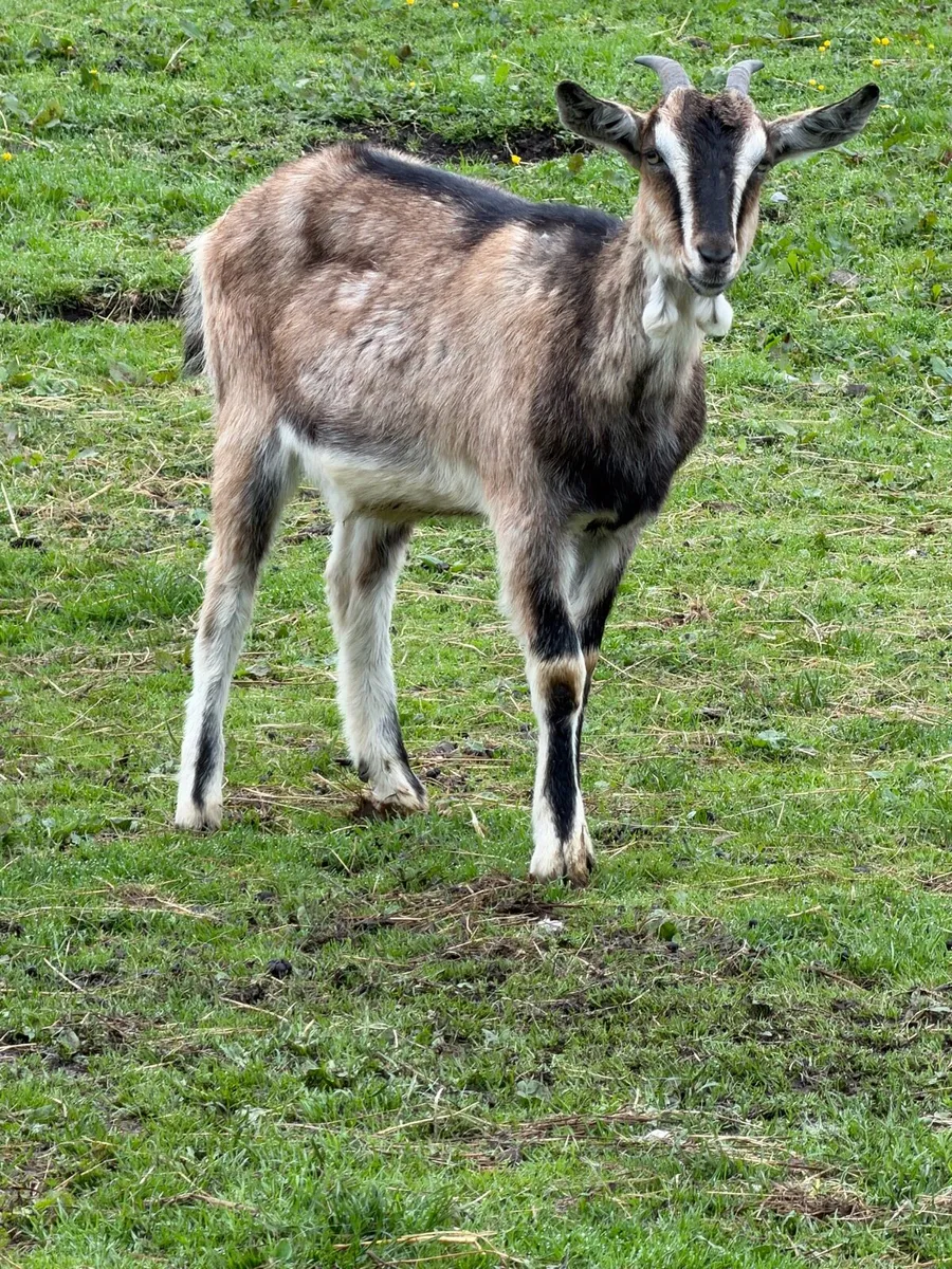 Selection of female goats - Image 2