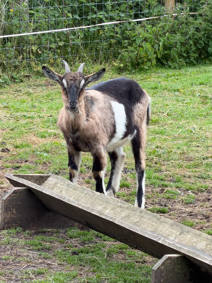 Selection of female goats - Image 3