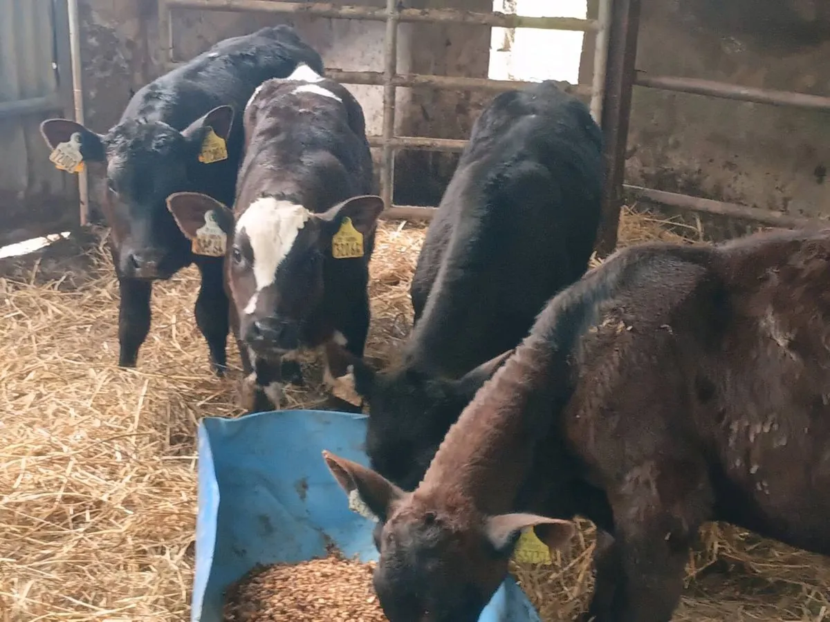 Reared Bull Calves - Image 1
