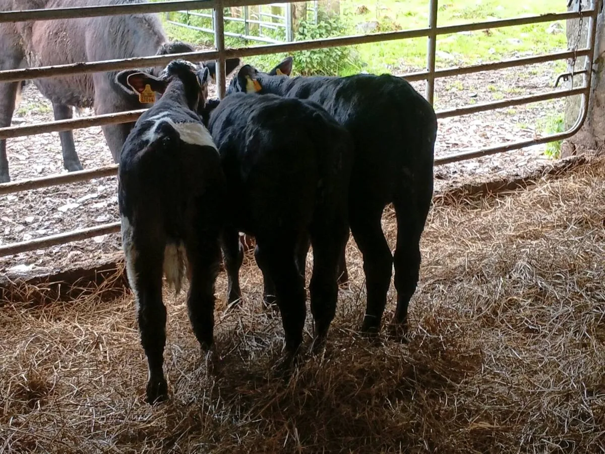 Reared Bull Calves - Image 2