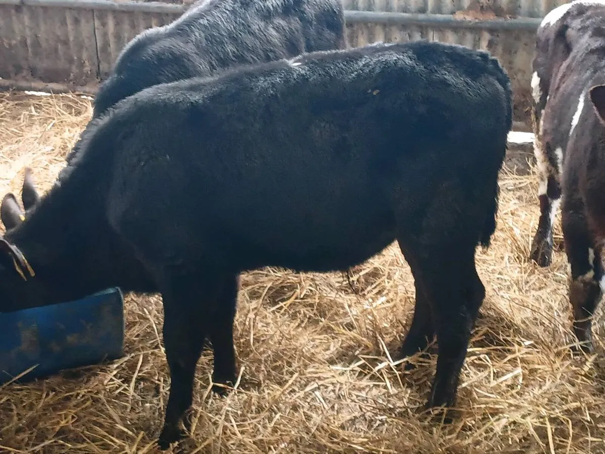Reared Bull Calves - Image 3