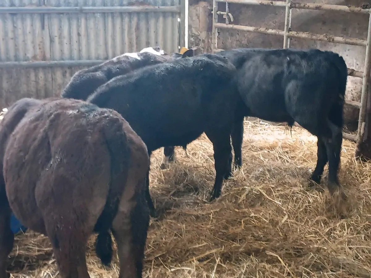 Reared Bull Calves - Image 4