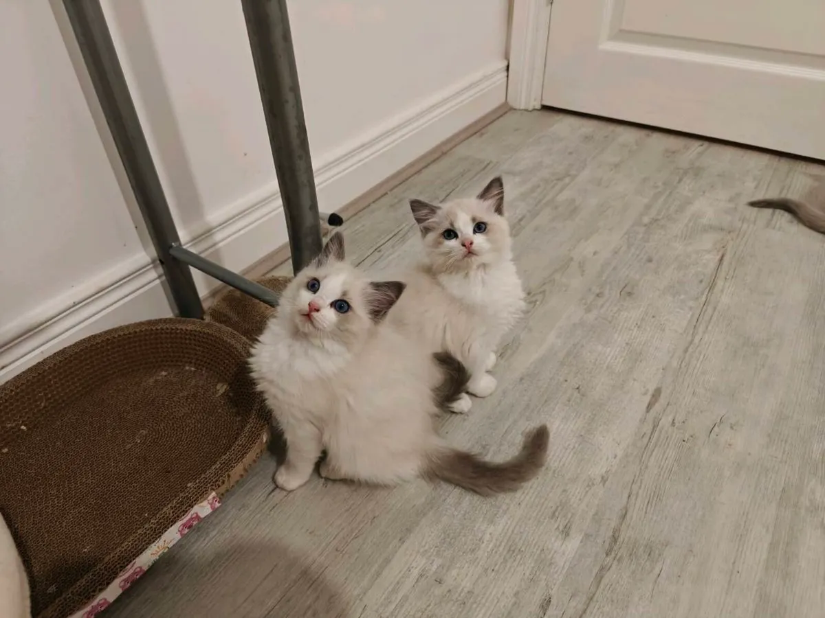 Ragdoll kittens - Image 1