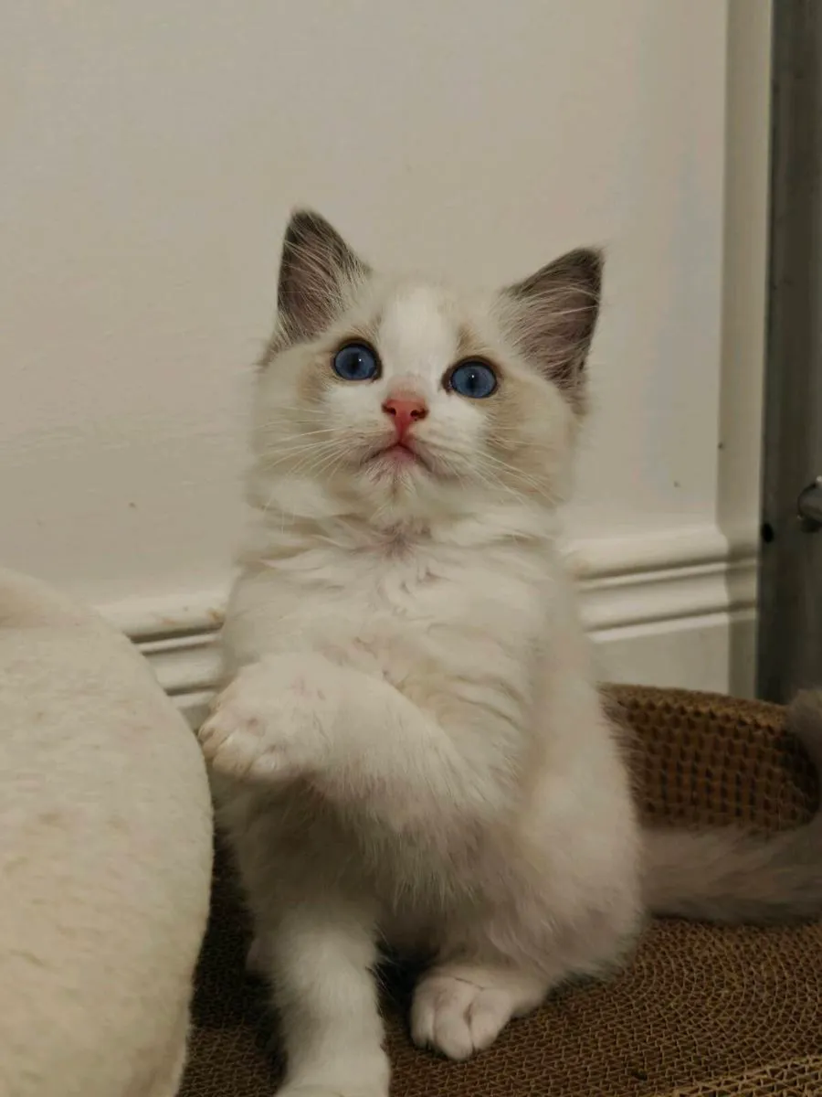 Ragdoll kittens - Image 2