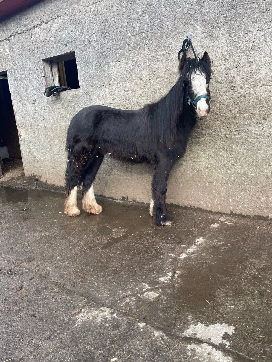 Horses - Image 1
