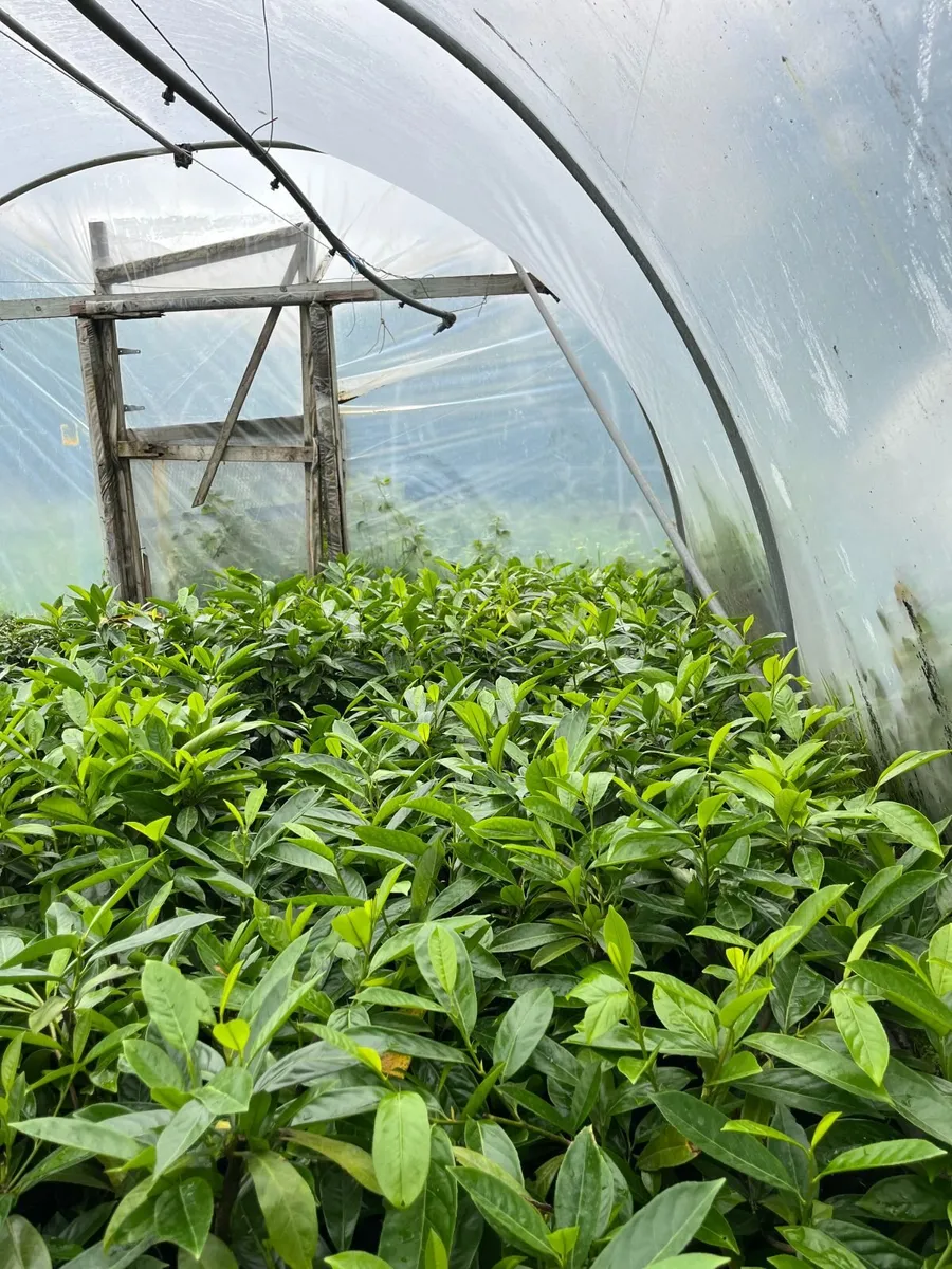 Laurel Hedging - Image 3