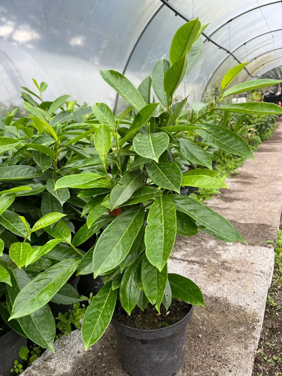 Laurel Hedging - Image 4