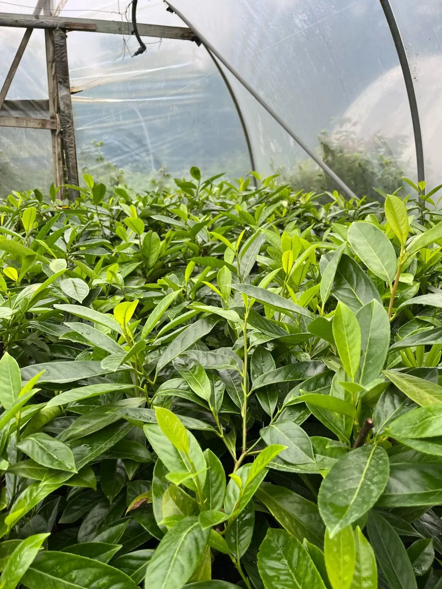 Laurel Hedging - Image 1