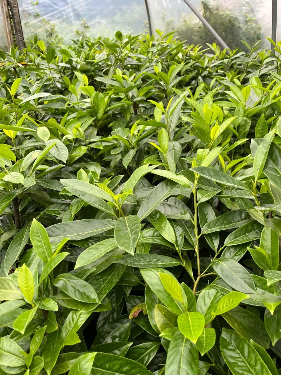 Laurel Hedging - Image 2