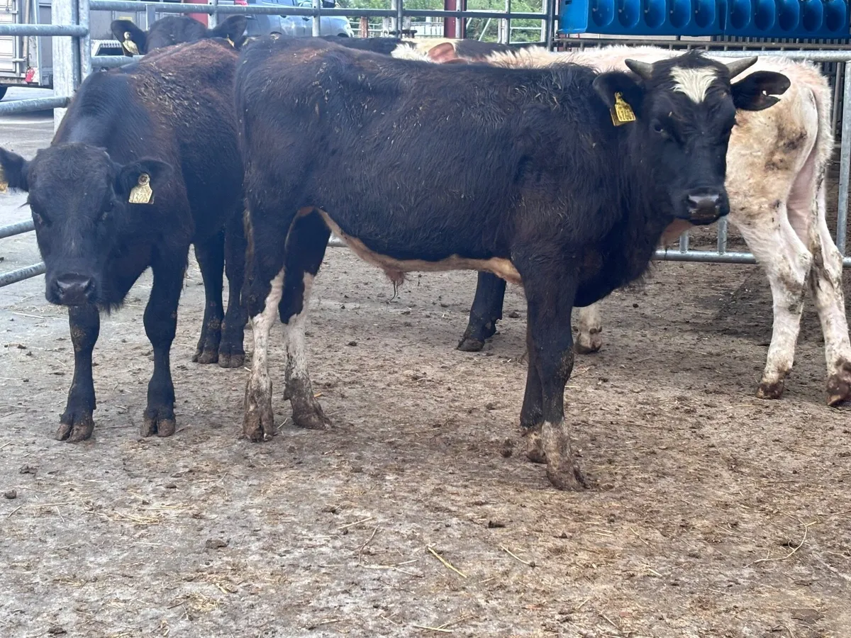 4 bull Weanlings for sale @€745 - Image 3