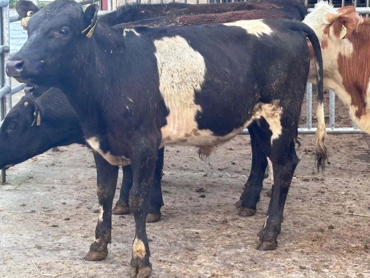 4 bull Weanlings for sale @€745 - Image 4