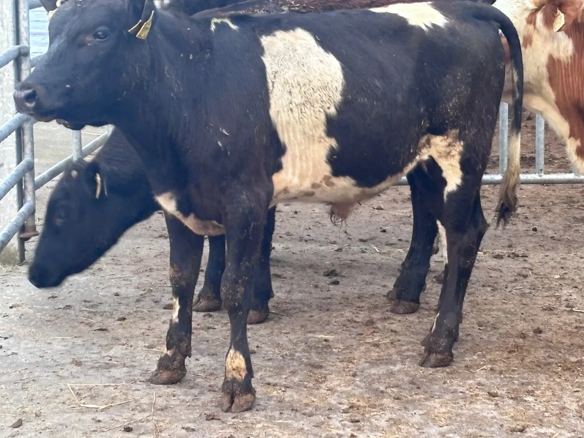 4 bull Weanlings for sale @€745 - Image 1