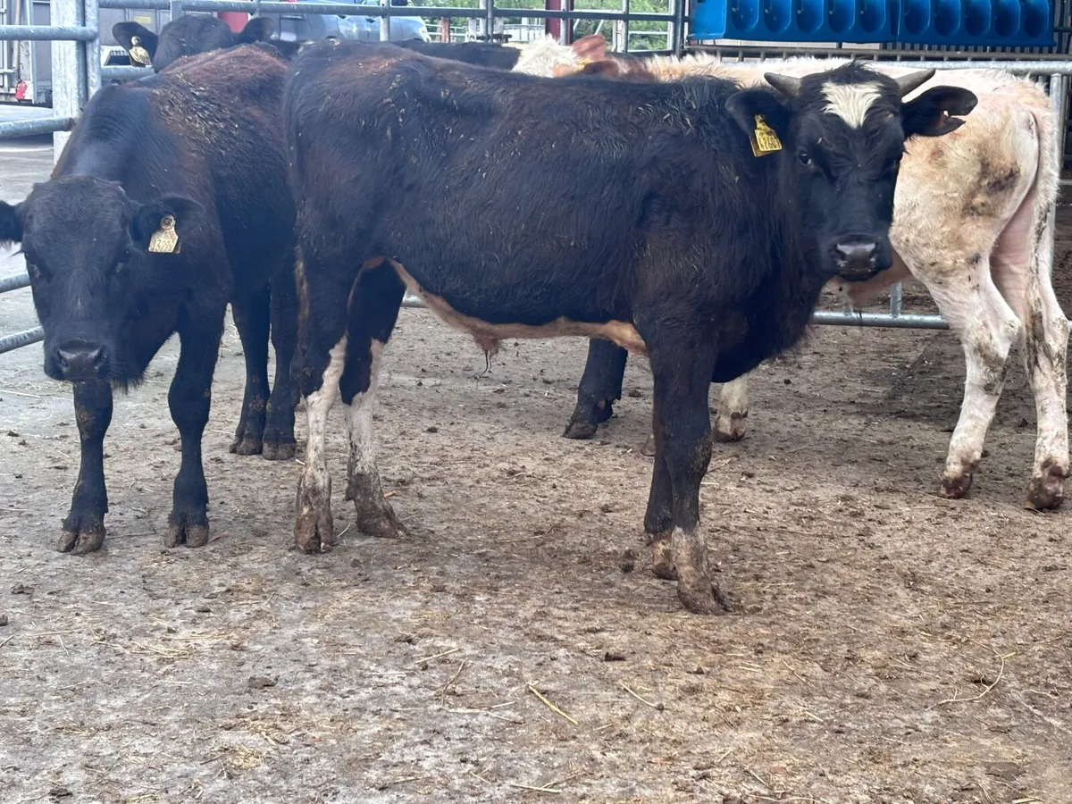 4 bull Weanlings for sale @€745 - Image 2