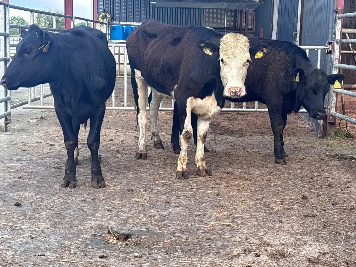 4 store heifers for sale - Image 4