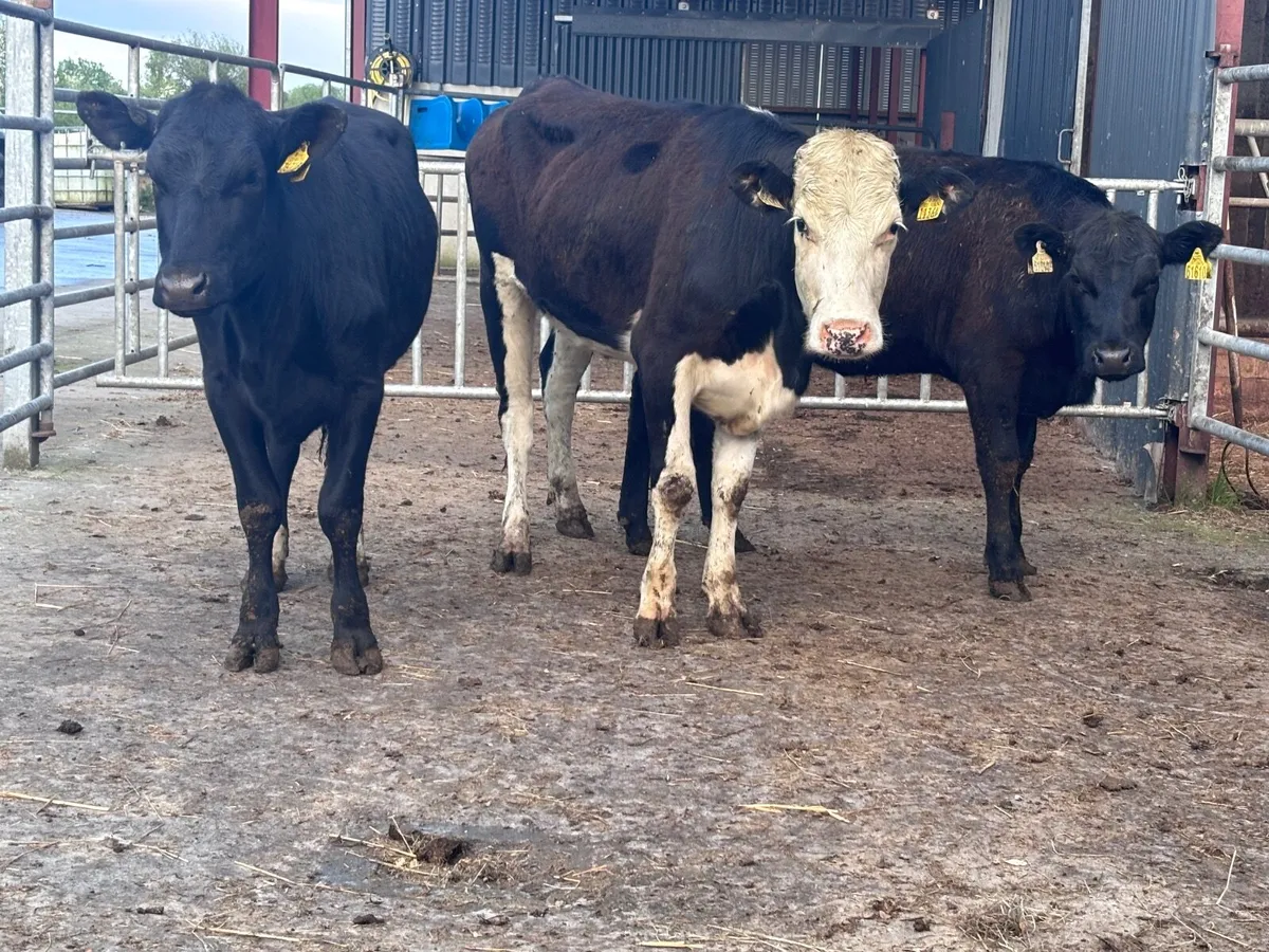 4 store heifers for sale - Image 1