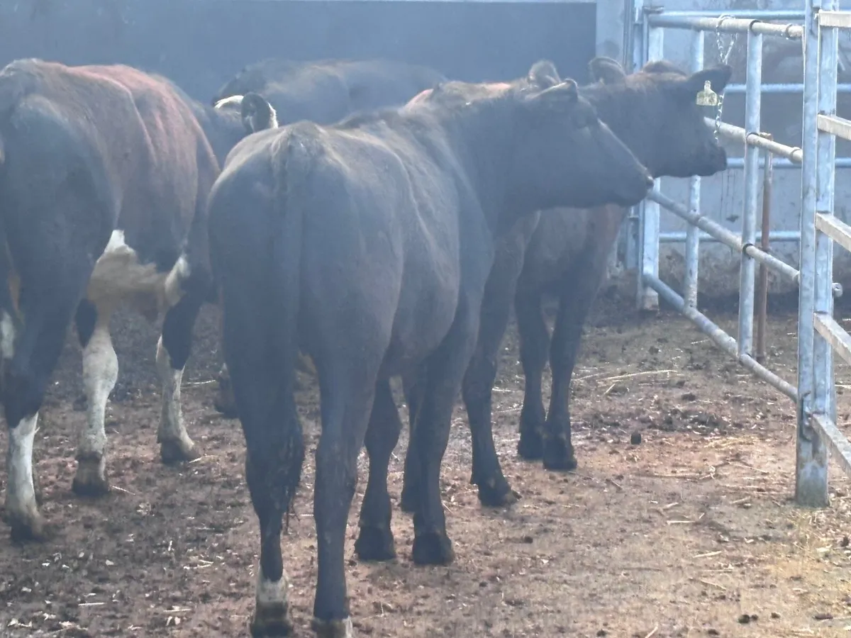 4 store heifers for sale - Image 2