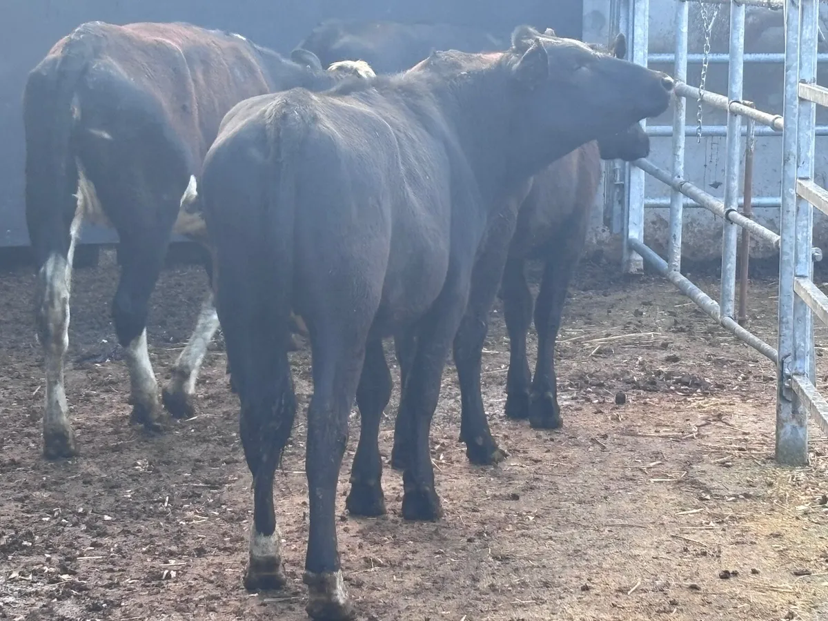 4 store heifers for sale - Image 3