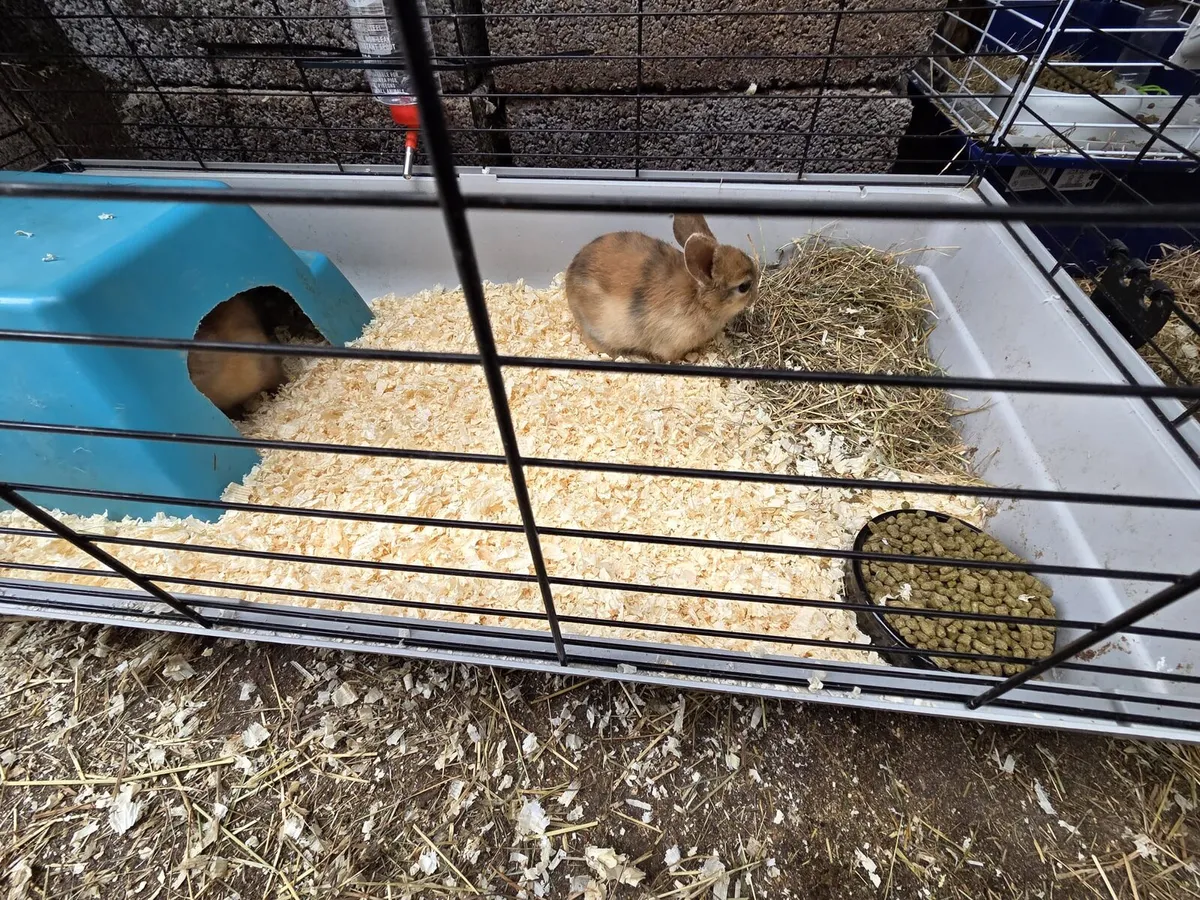 Dwarf Rabbits - Image 1