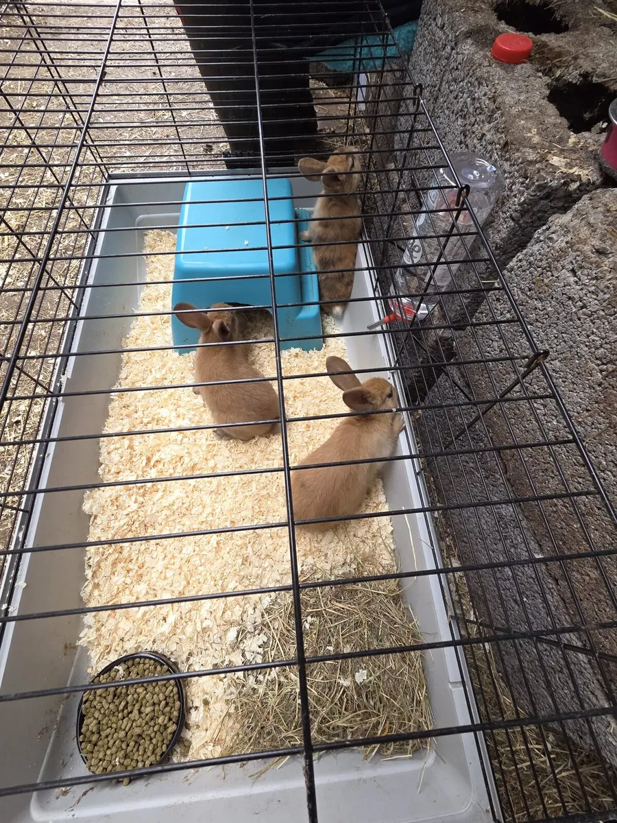 Dwarf Rabbits - Image 2