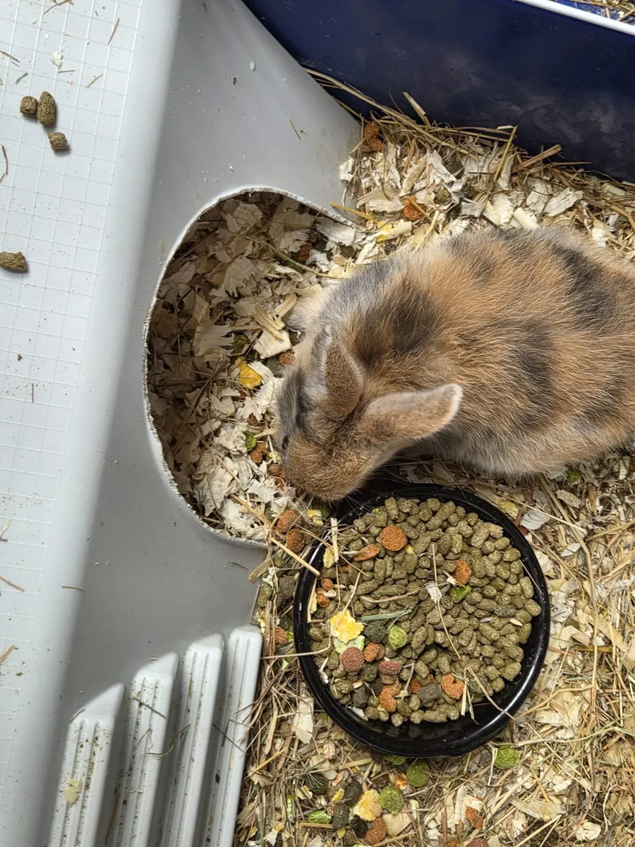 Dwarf Rabbits - Image 3