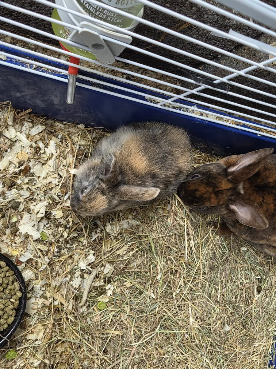 Dwarf Rabbits - Image 4