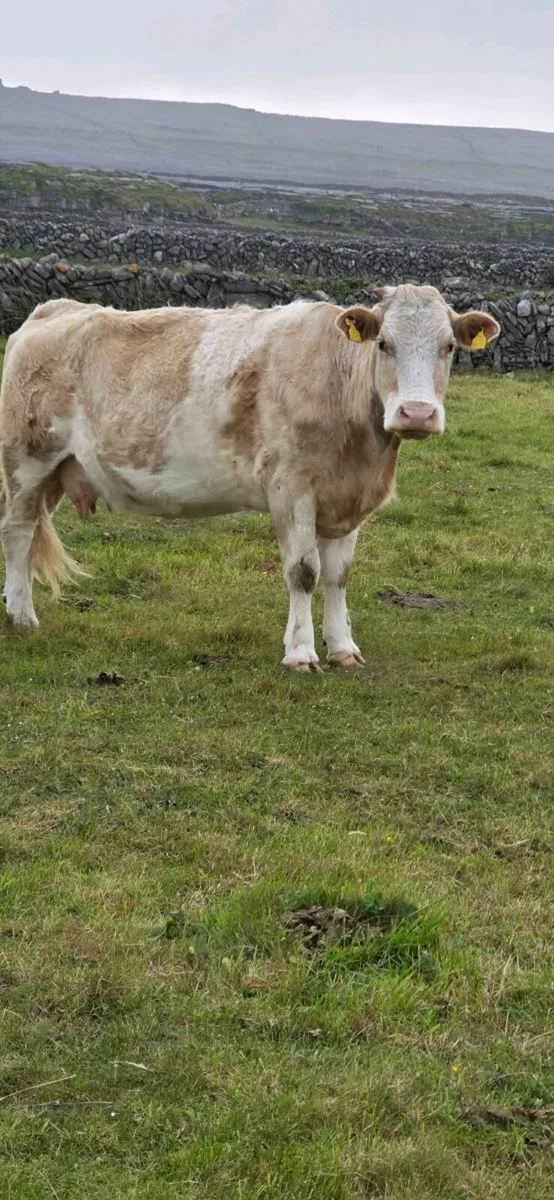 Cow and calf for sale - Image 2