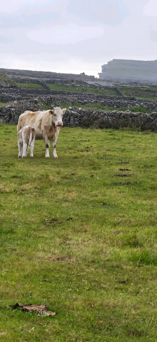 Cow and calf for sale - Image 3
