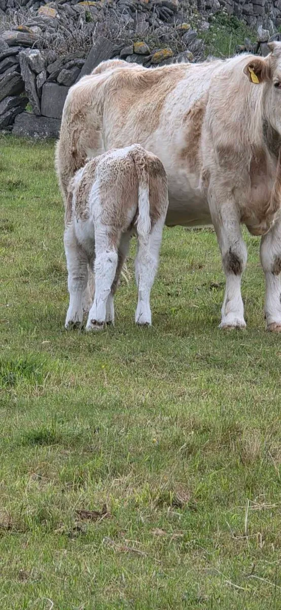 Cow and calf for sale - Image 4