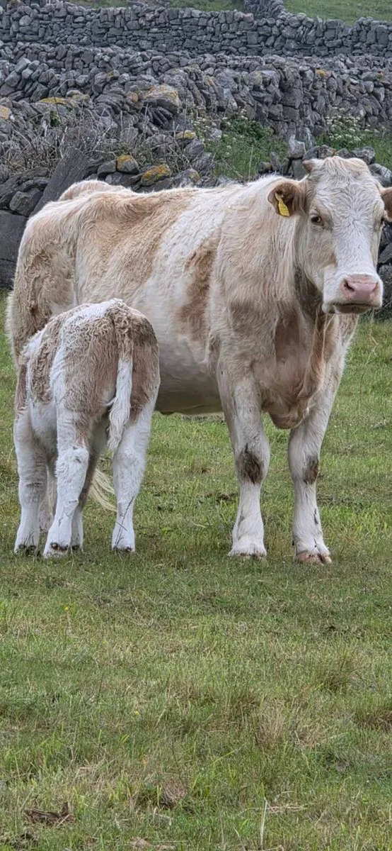 Cow and calf for sale - Image 1